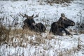 Elk and elk cow lie resting in the winter forest.