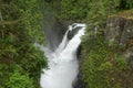 Elk Falls Provincial Park Vancouver Island Lush Rainforest and Waterfall Royalty Free Stock Photo