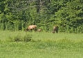 Elk Family (Bull, Cow and Calf) Royalty Free Stock Photo
