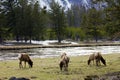 Elk Family Herd Grazing Peacefully In Yellowstone