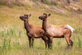 Elk bred on a farm for their antler velvet in Canterbury, New Zealand Royalty Free Stock Photo