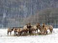Elk farming herd during New York State winter