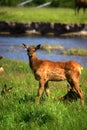 Elk fawn yellowstone