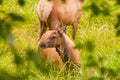 Elk feeding in a Hidden Glen Royalty Free Stock Photo