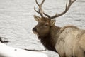 Elk feeding on river in Yellowstone National Park Royalty Free Stock Photo