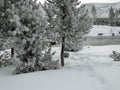 Elk feeding in the snow in Yellowstone NP