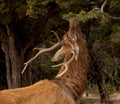 Red Deer eating leaves off a branch