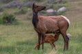 An Elk Cow and Nursing Calf in a Mountain Meadow Royalty Free Stock Photo