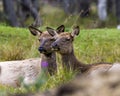 Elk Stock Photo and Image.  Male buck resting in the field in mating season in the bush with grass background in its environment Royalty Free Stock Photo