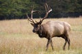 Elk in the Field