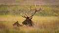 Elk in a field on snowing day Royalty Free Stock Photo