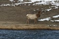 Elk at Firehole River, Yellowstone NP Royalty Free Stock Photo