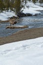 Elk at Firehole River, Yellowstone NP Royalty Free Stock Photo