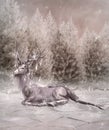 An elk by the frozen forest Royalty Free Stock Photo