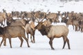 Elk gathering at the Oak Creek Wildlife Area Feeding Station in Naches, WA