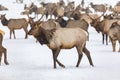 Elk gathering at the Oak Creek Wildlife Area Feeding Station in Naches, WA