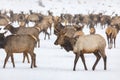 Elk gathering at the Oak Creek Wildlife Area Feeding Station in Naches, WA