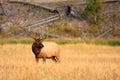 Elk in Golden Meadow