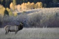 Elk in Grand Teton National Park