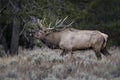 Elk in Grand Teton National Park