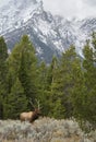 Elk in Grand Teton National Park