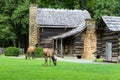 Elk Graze At Great Smoky Mountains Cabin Royalty Free Stock Photo