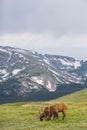Elk Graze in a Meadow in Rocky Mountain National Park Royalty Free Stock Photo