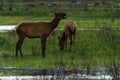 Elk Grazing in The Colorado River