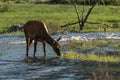 Elk Grazing in The Colorado River