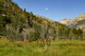 Elk Grazing in a Meadow Royalty Free Stock Photo