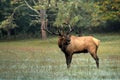 Great Smoky Mountains National Park Bull Elk