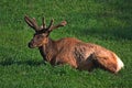 Bull Elk in Velvet laying down Royalty Free Stock Photo