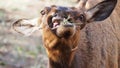 Elk having a munch Royalty Free Stock Photo