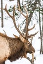 Elk Having a Quick Snack Royalty Free Stock Photo