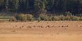 Elk heard Royalty Free Stock Photo