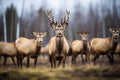 elk herd alert and looking towards camera Royalty Free Stock Photo