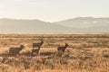 Elk Herd in Fall Rut Royalty Free Stock Photo