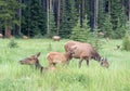 Elk Herd Family Chill Time