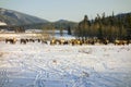 Elk Herd Feeding in early Springtime on Snow Covered Alberta Foothills