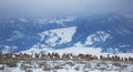 Elk Herd Royalty Free Stock Photo