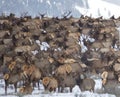 Elk Herd Royalty Free Stock Photo