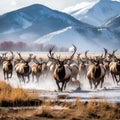 Elk Herd Royalty Free Stock Photo