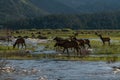 Elk Herd in Rocky Mountain National Park
