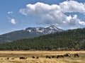 Elk herd and Rocky Mountain National Park Vista