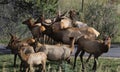 Elk herd Royalty Free Stock Photo