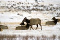 Elk Herd in snow field Royalty Free Stock Photo