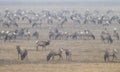 Elk herd in the snow Royalty Free Stock Photo