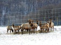 Elk herd watchful during hay grazing on Elk Farm NYS winter Royalty Free Stock Photo