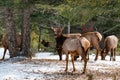Elk Herd Royalty Free Stock Photo