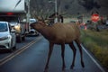 Elk On Highway At North Entrance To Yellowstone National Park